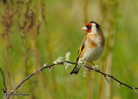 Vroege Vogels Foto Vogels Puttertje