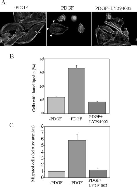 Prevention Of Pdgf Induced Lamellipodial Formation And Cell Migration