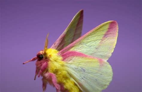 Spectacular Slow Motion Video Of Moths In Flight Boing Boing