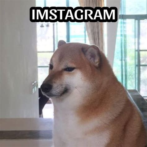 Cheems El Perrito De Los Memes De La amsiedad Está 48 OFF