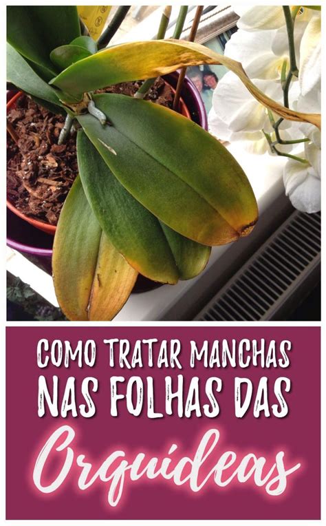 Manual Pragas E Doen As Nas Orqu Deas B Nus Jardim De Orqu Deas