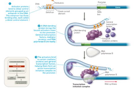 Ap Biology Chapter Regulation Of Gene Expression Flashcards Quizlet