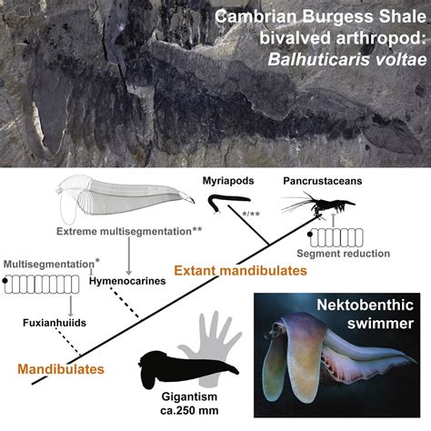 Extreme Multisegmentation In A Giant Bivalved Arthropod From The