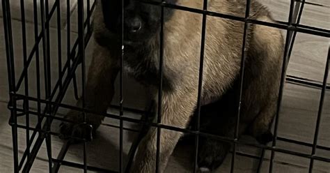 Belgian Malinois In Houston Tx For Sale Free Nextdoor