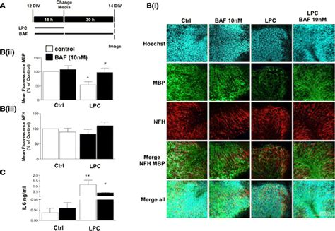 BAF312 Attenuates LPC Induced Demyelination And IL 6 Levels In Mouse