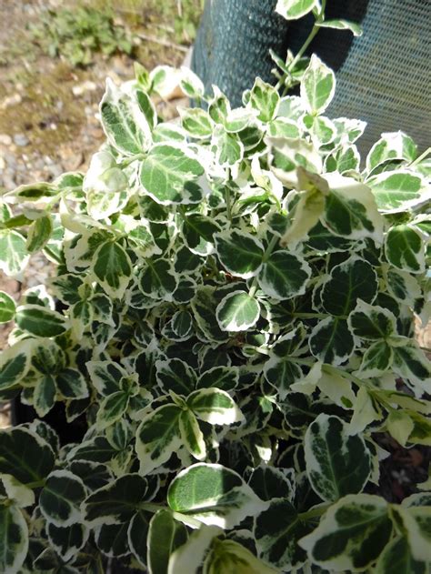 Euonymus fortunei Emerald Gaiety AGM