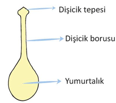 Dişicik tepesi dişicik borusu yumurtalık