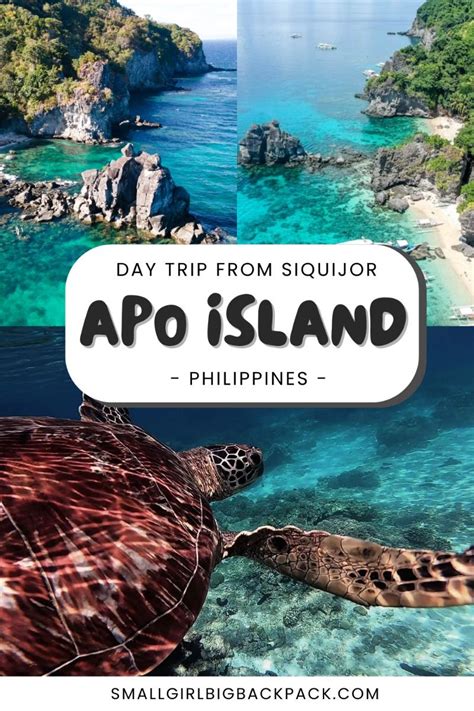 Apo Island Tour From Siquijor The Ultimate Guide Artofit