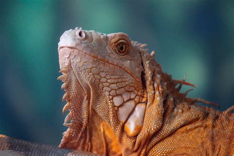 Iguana in Close Up Photography · Free Stock Photo