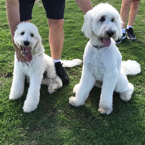 Meeting family through Pupsy! | Cute puppies, Dog friends, Dog friendly ...