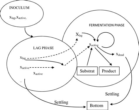 The Model Diagram for the Fermentation Process | Download Scientific Diagram