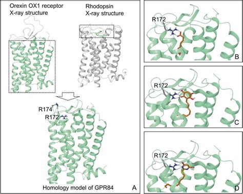 Homology Model Of GPR84 And The Putative Binding Modes Of Orthosteric