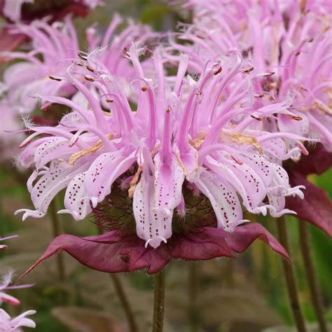 Eastern Beebalm (Monarda bradburiana "Ozark")