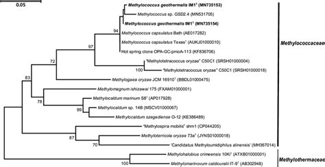 Pmoa Maximum Likelihood Ml Tree Showing The Phylogenetic Position Of