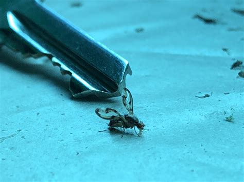 Anybody have a clue which fly species this is? I’m in South England : r