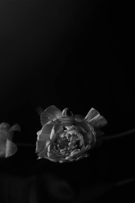 Midnight flowers :: Behance