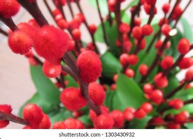 Pussy Pillow Flower Chinese Tradition This Stock Photo Shutterstock
