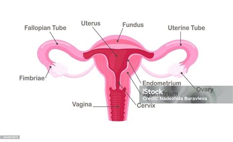 Reproductive System Of Woman Organs Location Scheme Uterus Cervix