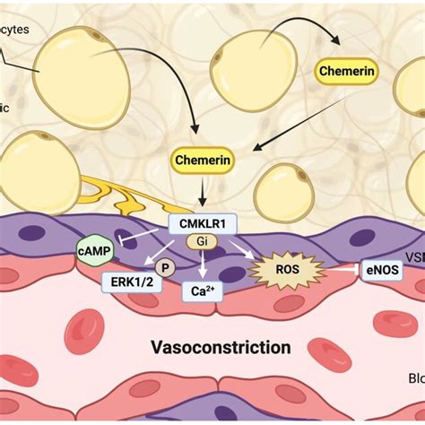 Chemerin-induced vasoconstriction involves both direct effects via its ... 