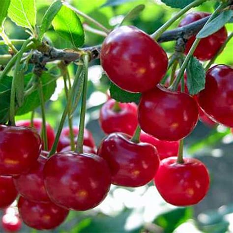 Вишня Краса Севера - купить саженцы в Березовском питомнике
