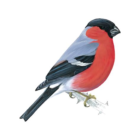 Bullfinch Bird Facts | Pyrrhula Pyrrhula