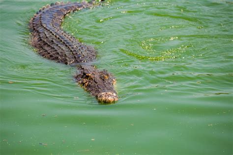 Can You Eat Crocodile American Oceans