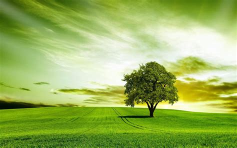 Top 999+ Green Tree Wallpaper Full HD, 4K Free to Use