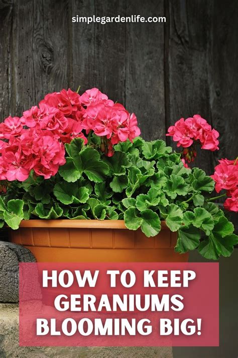 How To Fertilize Geraniums In 2024 Geraniums Growing Vegetables