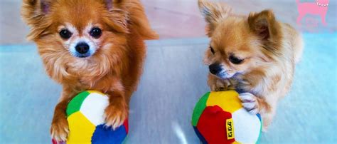 What Toys to Use With Your Chihuahua - Chihuahua Training Tips