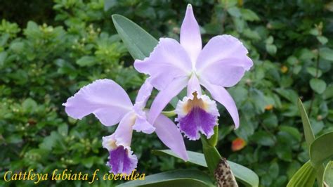 Cattleya Labiata F Coerulea