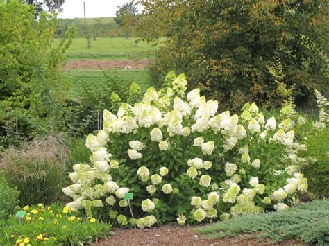 Hortensja Bukietowa Limelight Na Pniu Hydrangea Paniculata C5 C75pa70