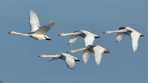 Whooper Swan By Jeremy Eyeons Birdguides