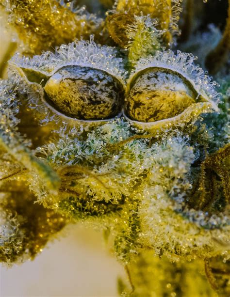 Princess Haze (Regular): 1 Pack = 13 seeds - Brothers Grimm Seeds