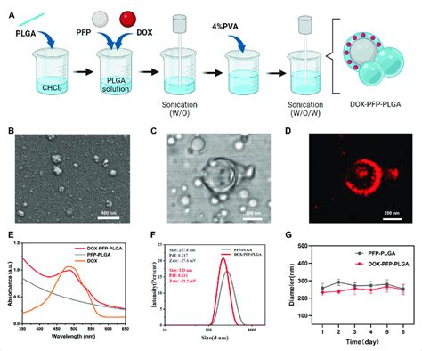 Synthesis And Characterization Of Pfp Plga And Dox Pfp Plga A The