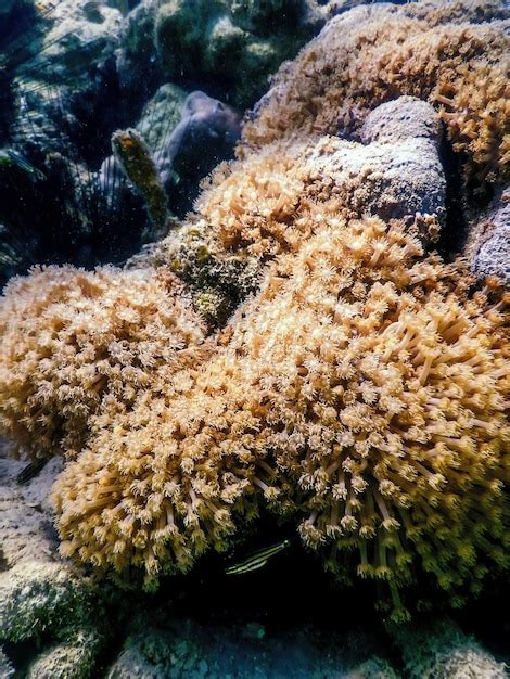 Premium Photo | Polyps of the coral underwater landscape reef