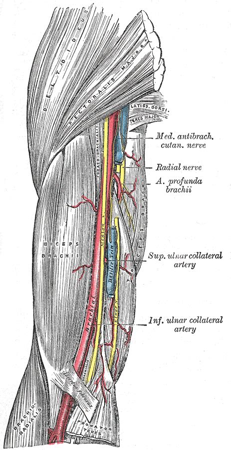 Ulnar Nerve Wikidoc