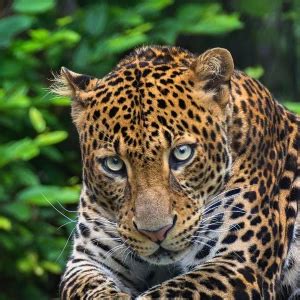 Javan Leopard - Facts, Diet, Habitat & Pictures on Animalia.bio