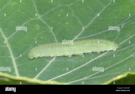 Pieris rapae caterpillar hi-res stock photography and images - Alamy