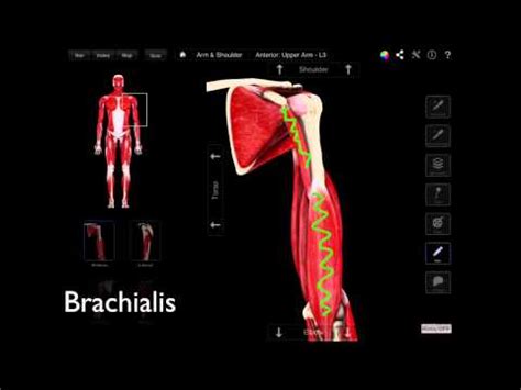 Coracobrachialis Muscle