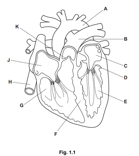 iGCSE Biology (0610)-9.2 Heart - iGCSE Style Questions Paper 4