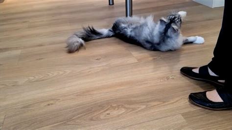 This Cute Maine Coon Cat Is Showing 8 Tricks - MaineCoon.org