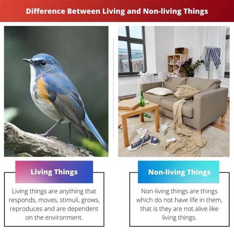 Living Vs Non Living Things Difference And Comparison