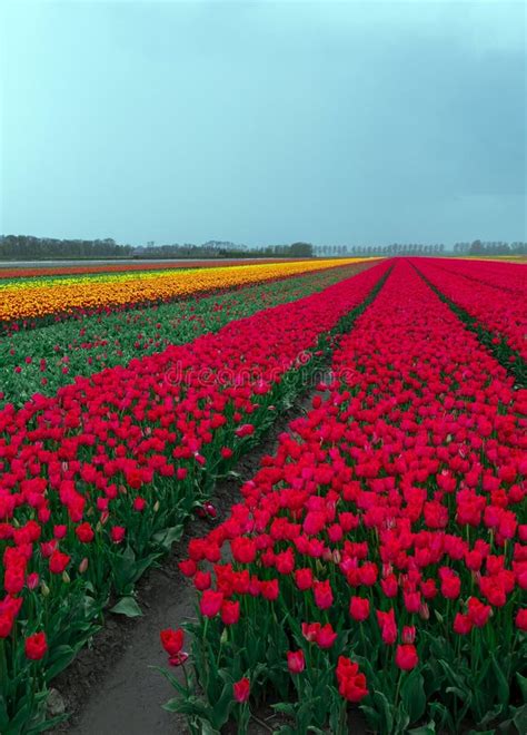 Pink Tulip Field Netherlands Holland Meadow Scenery Flower Stock Image ...