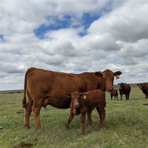 How Many Stomach Does Cow Have 9