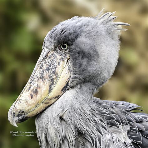 Shoe Billed Stork In Profile At The Tampa Lowry Park Zoo Flickr