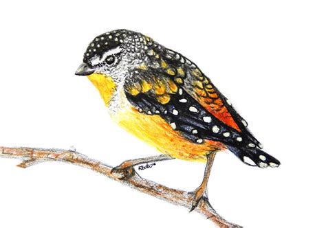 Spotted Pardalote By Artofbeksutton On Deviantart