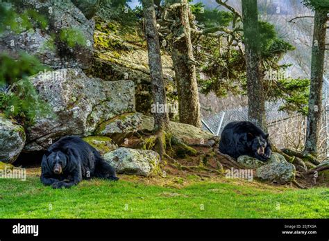 american black bears  res stock photography  images alamy