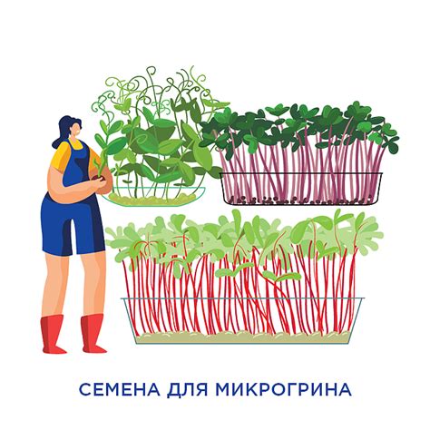 Купить Семена оптом 🌾 от производителя GLSEEDS Украина