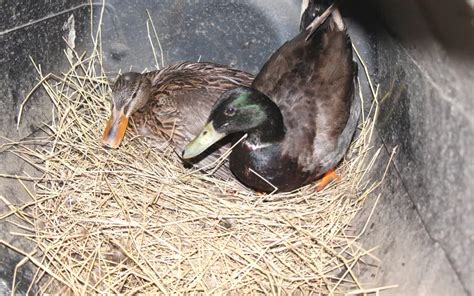 Rouen Duck - Breed Profile & Facts - LearnPoultry