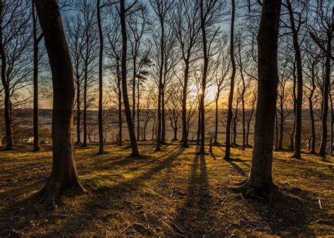 Fondos De Pantalla Bosque Rboles Puesta De Sol Sol Puntos De